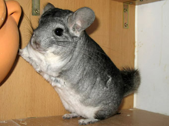 Le chinchilla