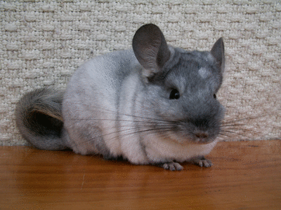 white velvet