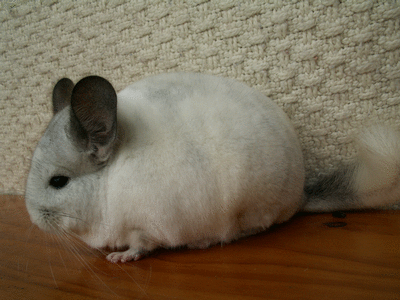 white wilson