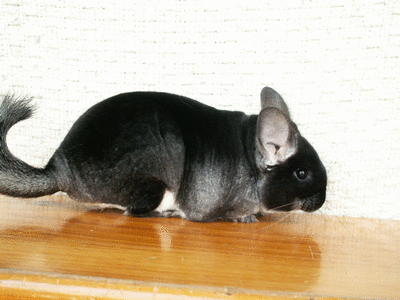 Black velvet